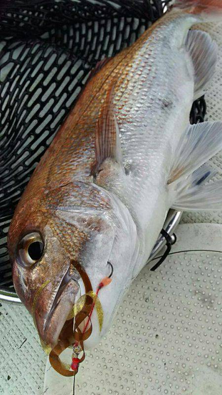 タイラバ遊漁船 ワンピース 釣果