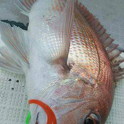 タイラバ遊漁船 ワンピース 釣果