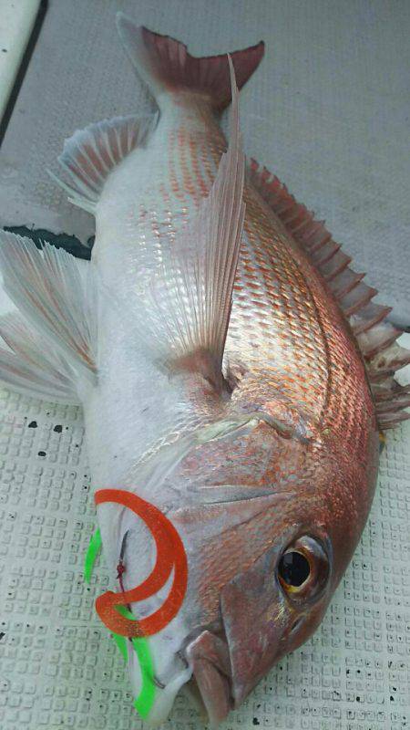 タイラバ遊漁船 ワンピース 釣果