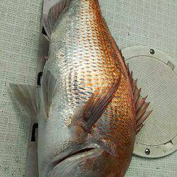 タイラバ遊漁船 ワンピース 釣果