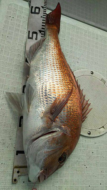 タイラバ遊漁船 ワンピース 釣果