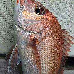 タイラバ遊漁船 ワンピース 釣果