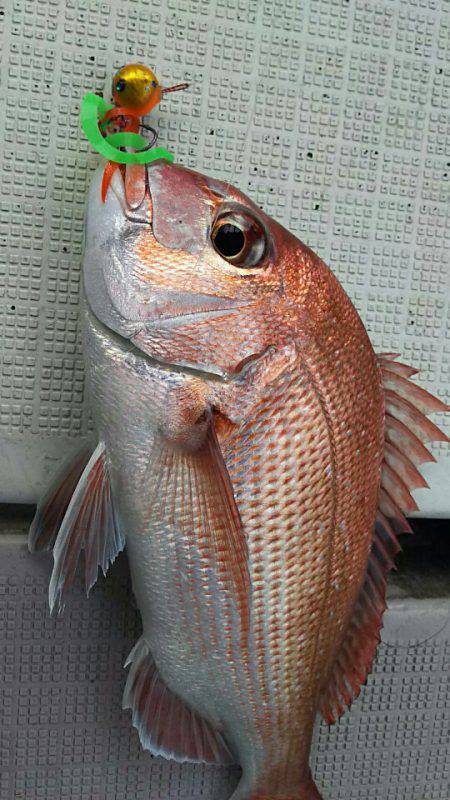 タイラバ遊漁船 ワンピース 釣果