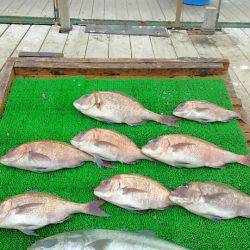 海の釣堀 海恵 釣果