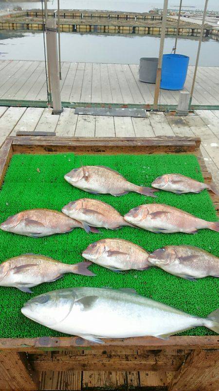 海の釣堀 海恵 釣果