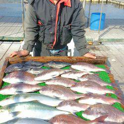 海の釣堀 海恵 釣果