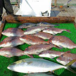 海の釣堀 海恵 釣果