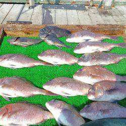 海の釣堀 海恵 釣果