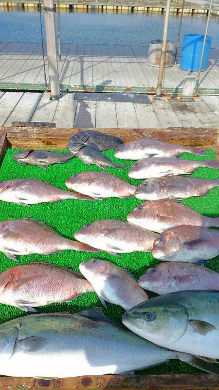 海の釣堀 海恵 釣果