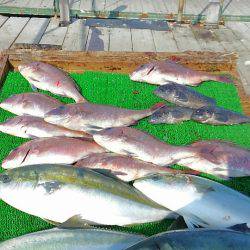 海の釣堀 海恵 釣果