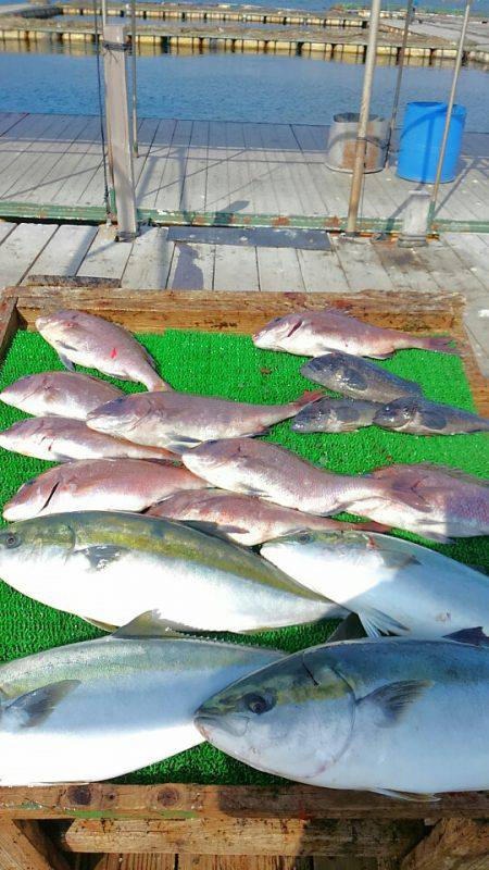 海の釣堀 海恵 釣果