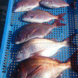 第三共栄丸 釣果