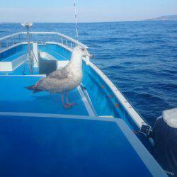 第三共栄丸 釣果