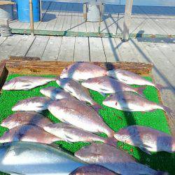 海の釣堀 海恵 釣果