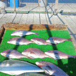海の釣堀 海恵 釣果