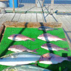 海の釣堀 海恵 釣果
