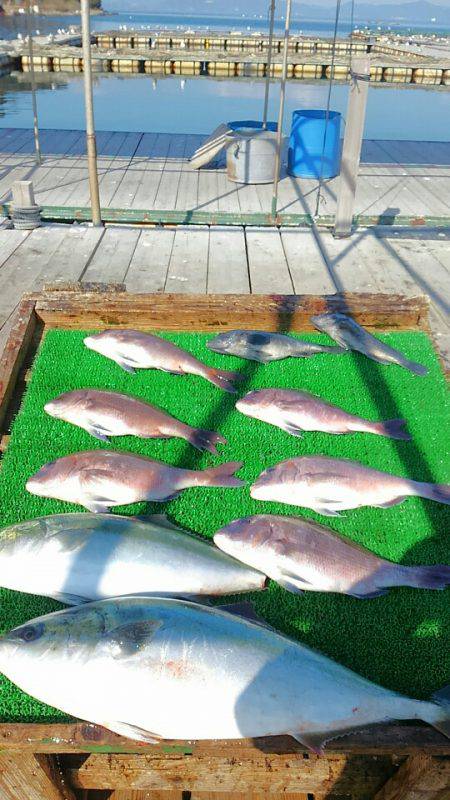 海の釣堀 海恵 釣果