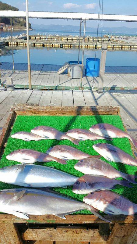 海の釣堀 海恵 釣果