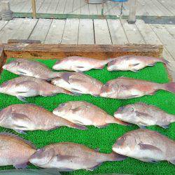 海の釣堀 海恵 釣果