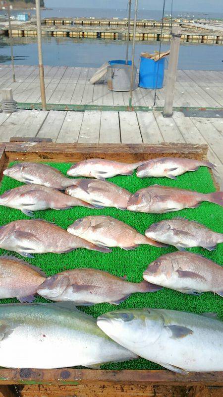 海の釣堀 海恵 釣果