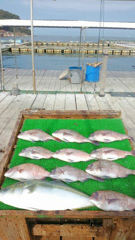 海の釣堀 海恵 釣果