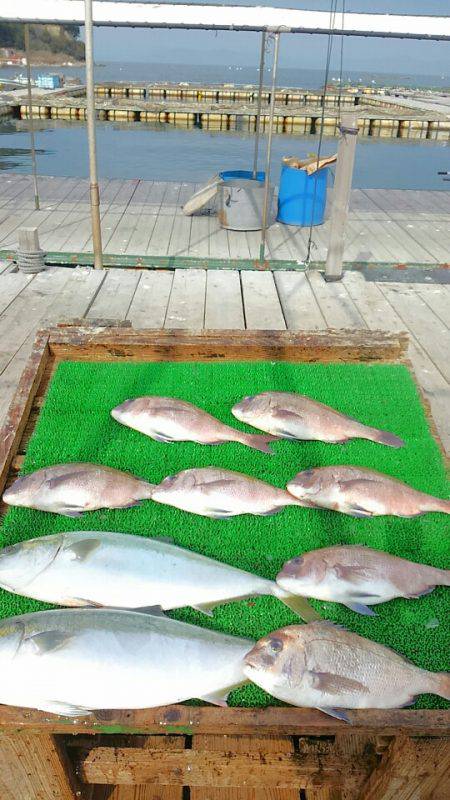 海の釣堀 海恵 釣果