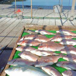 海の釣堀 海恵 釣果