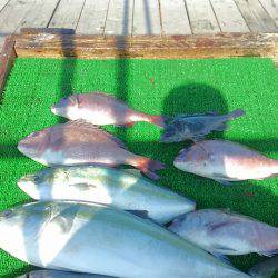 海の釣堀 海恵 釣果