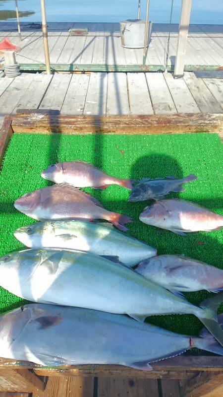 海の釣堀 海恵 釣果
