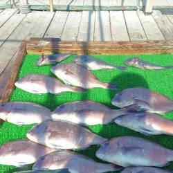 海の釣堀 海恵 釣果
