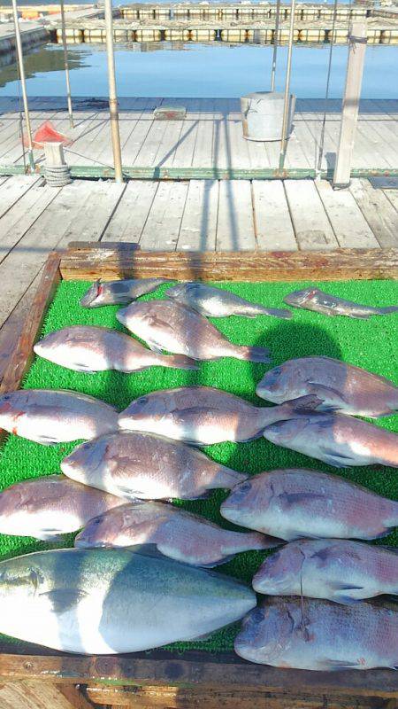 海の釣堀 海恵 釣果