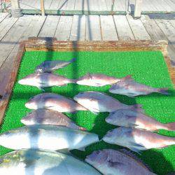 海の釣堀 海恵 釣果