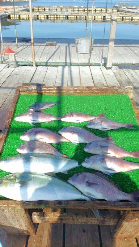 海の釣堀 海恵 釣果