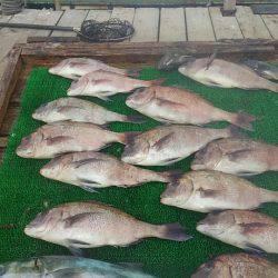 海の釣堀 海恵 釣果
