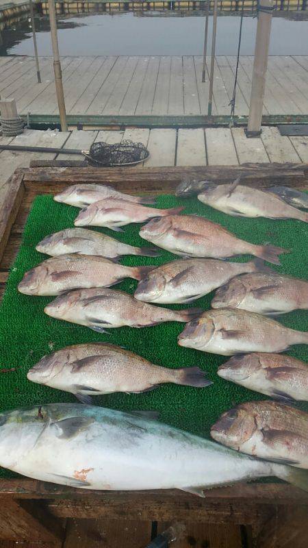 海の釣堀 海恵 釣果