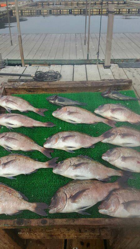 海の釣堀 海恵 釣果