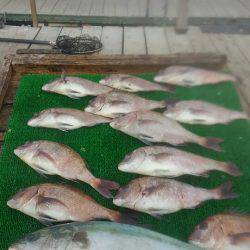 海の釣堀 海恵 釣果