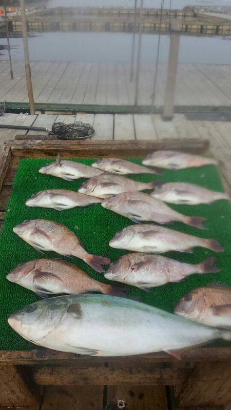 海の釣堀 海恵 釣果