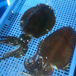 第三共栄丸 釣果