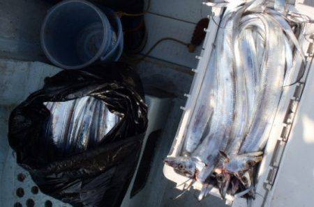 フィッシング　キッタカ 釣果