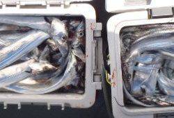 フィッシング キッタカ 釣果