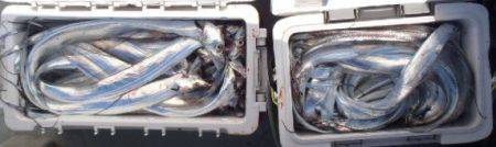 フィッシング キッタカ 釣果