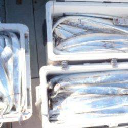 フィッシング キッタカ 釣果