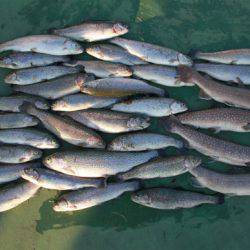 としまえんフィッシングエリア 釣果