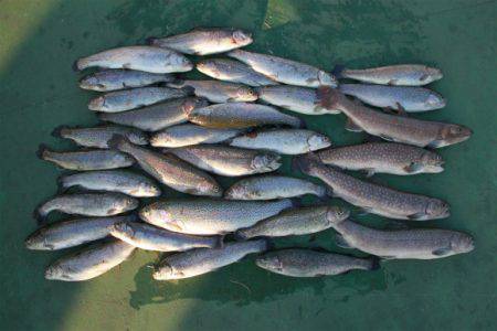 としまえんフィッシングエリア 釣果