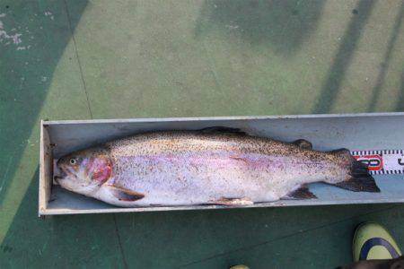 としまえんフィッシングエリア 釣果