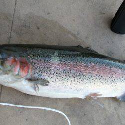 としまえんフィッシングエリア 釣果