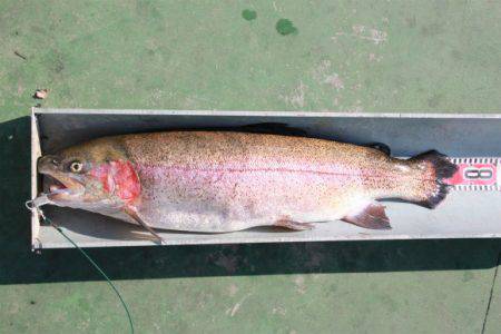 としまえんフィッシングエリア 釣果