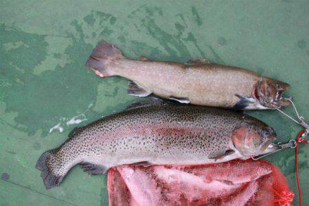 としまえんフィッシングエリア 釣果