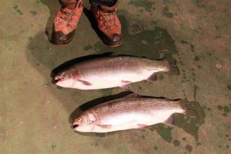 としまえんフィッシングエリア 釣果